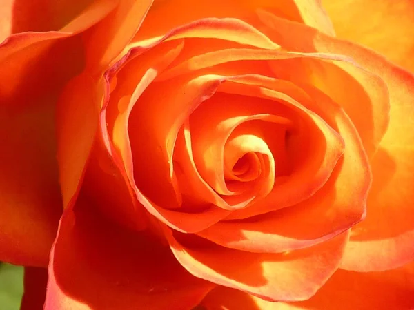 Primo Piano Della Testa Una Rosa Arancione Fiorita — Foto Stock