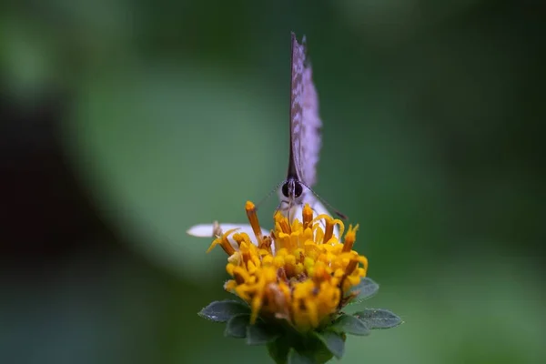 Eine Selektive Fokusfrontansicht Eines Blauen Cassius Schmetterlings Mit Geschlossenen Flügeln — Stockfoto