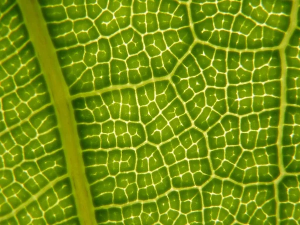 有网状脉的绿叶图案的特写镜头 — 图库照片