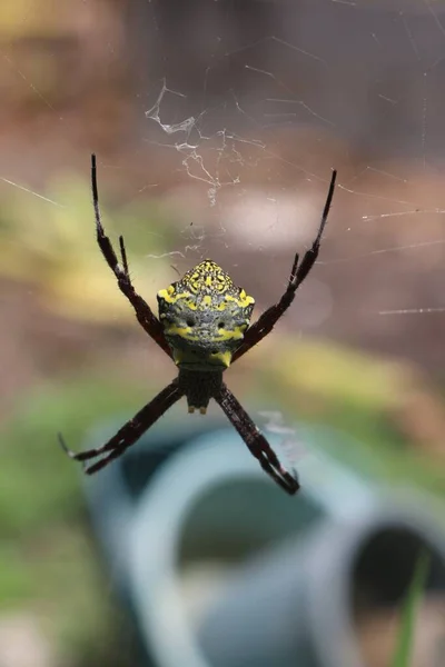 둥지에 거미의 — 스톡 사진