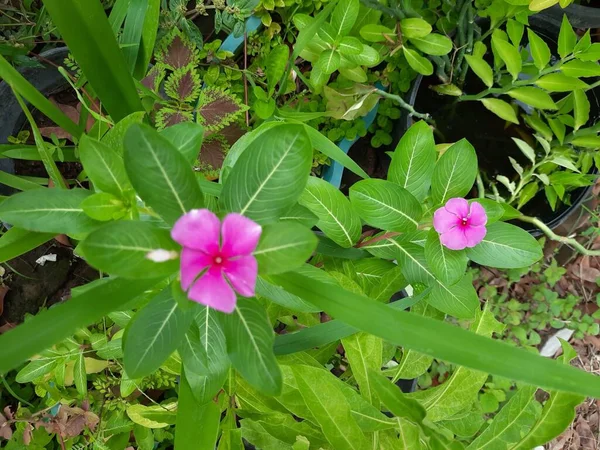 Close Bonito Rosa Glauca Sob Luz Sol — Fotografia de Stock