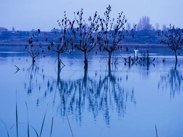 Plants Pond Captured Twilight Land Background — Stock Photo, Image