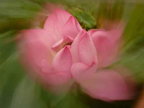 Крупный План Цветущих Розовых Цветов Лотоса Зелени — стоковое фото