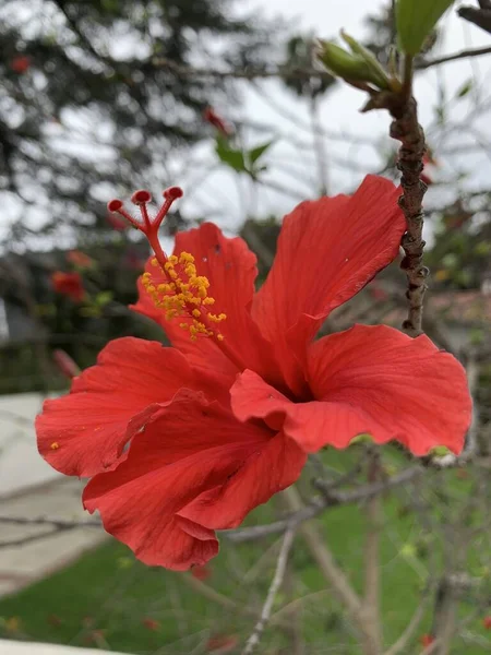 Plan Rapproché Vertical Une Fleur Rouge Hibiscus Dans Parc — Photo