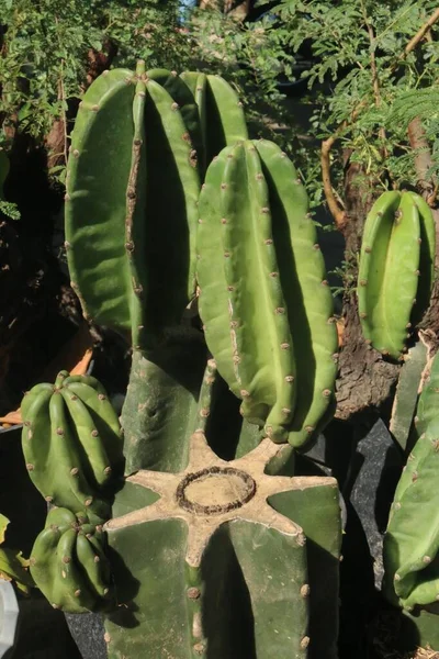 Detailní Záběr Zeleného Kaktusu Hrnci — Stock fotografie