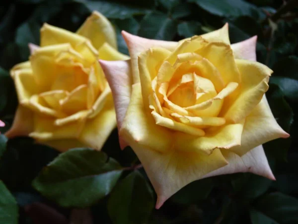 Närbild Bild Blommande Gula Rosor Med Grönska Bakgrunden — Stockfoto