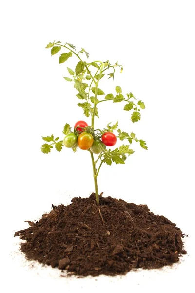 Вертикальный Снимок Томатного Растения Белом Фоне — стоковое фото
