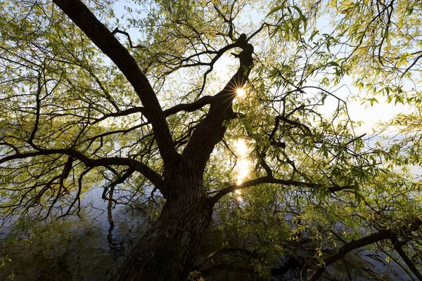 Eine Sonnige Landschaft Eines Grünblättrigen Baumes Der Nähe Eines Spiegelnden — Stockfoto