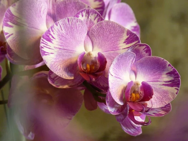Közelkép Virágzó Rózsaszín Orchidea Virágokról Nappal — Stock Fotó
