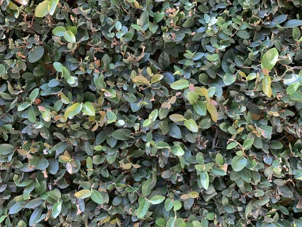 Nahaufnahme Eines Grünen Ficusstrauches Einem Park — Stockfoto