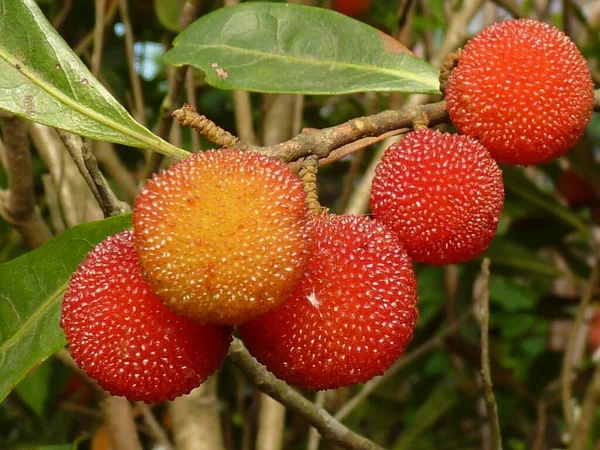 Close Bayberries Chineses Crescendo Galho Árvore — Fotografia de Stock