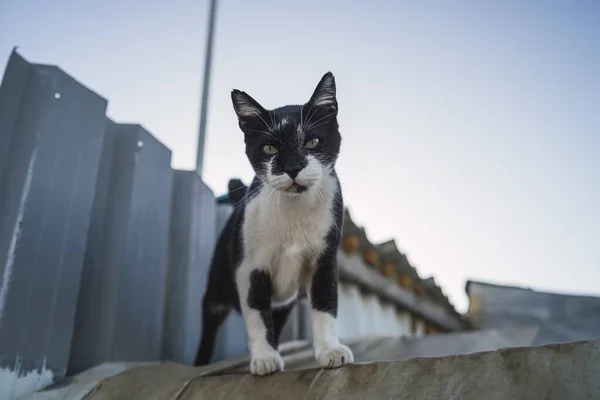 青い空の下の屋根の上に黒と白の猫の低角度ショット — ストック写真