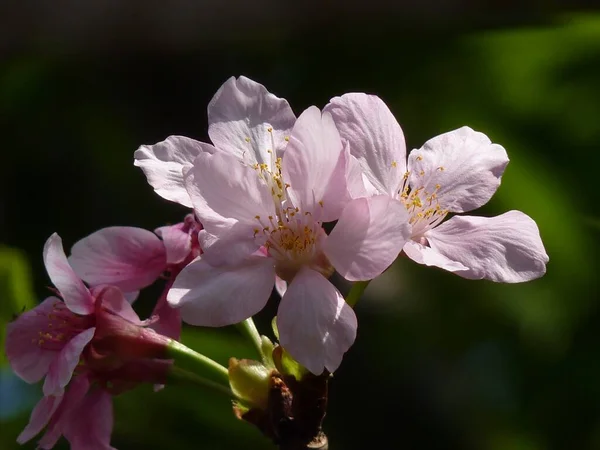 太陽の下で美しい桜の花のクローズアップ — ストック写真