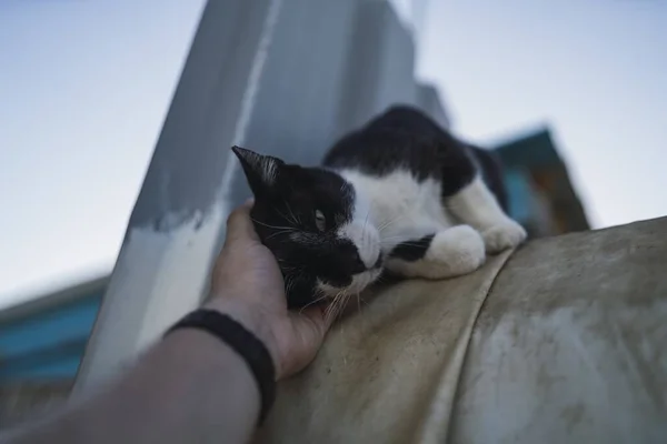 Tiro Ângulo Baixo Uma Pessoa Segurando Gato Preto Branco Sob — Fotografia de Stock