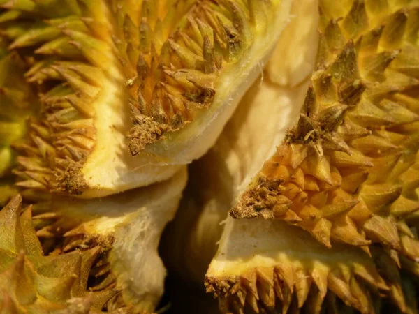 Zbliżenie Egzotycznego Owocu Duriana — Zdjęcie stockowe