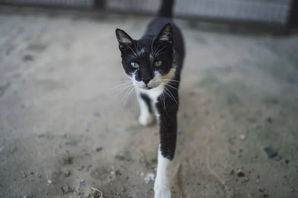 Tiro Close Gato Preto Branco Uma Areia — Fotografia de Stock