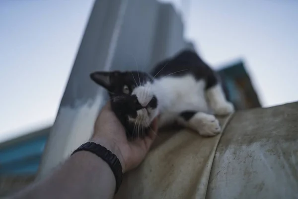 青い空の下で黒と白の猫を保持する人の低角度ショット — ストック写真
