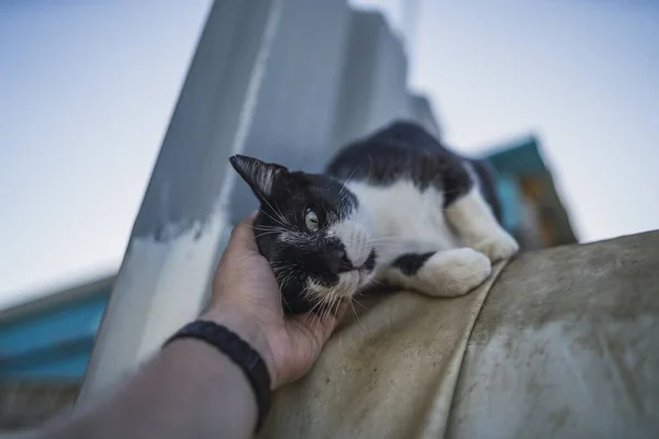 Mavi Gökyüzünün Altında Elinde Siyah Beyaz Bir Kedi Tutan Birinin — Stok fotoğraf