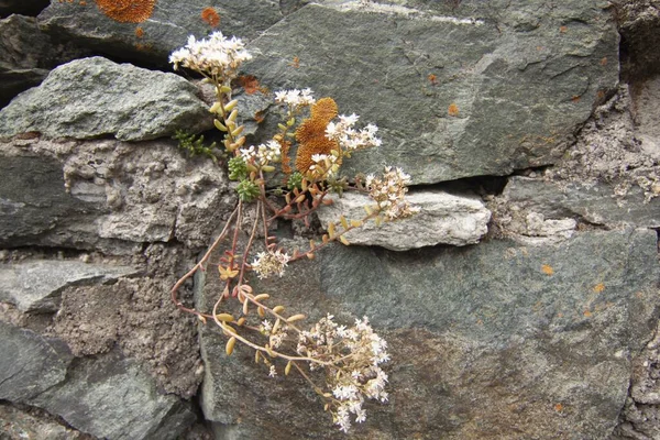 Las Flores Silvestres Que Crecen Través Las Rocas Cerca Fortaleza —  Fotos de Stock