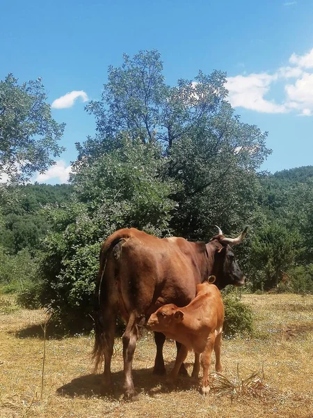 Disparo Vertical Una Vaca Madre Una Vaca Bebé Pie Junto — Foto de Stock