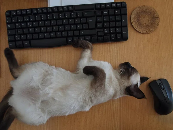 마우스와 키보드가 귀여운 고양이 — 스톡 사진