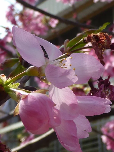 Closeup Shot Beautiful Cherry Blossom Flower Sunlight — Stock Photo, Image