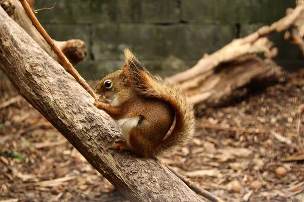 Primer Plano Una Ardilla Sentada Una Rama Árbol —  Fotos de Stock