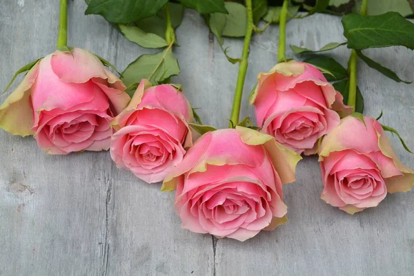 Eine Hochwinkelaufnahme Der Schönen Rosa Rosen Isoliert Auf Der Holzoberfläche — Stockfoto
