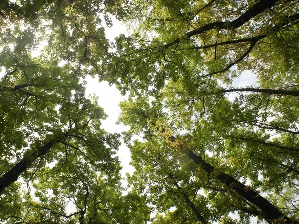 Tiro Ângulo Baixo Formosan Sweet Gums Fundo Céu Ensolarado — Fotografia de Stock