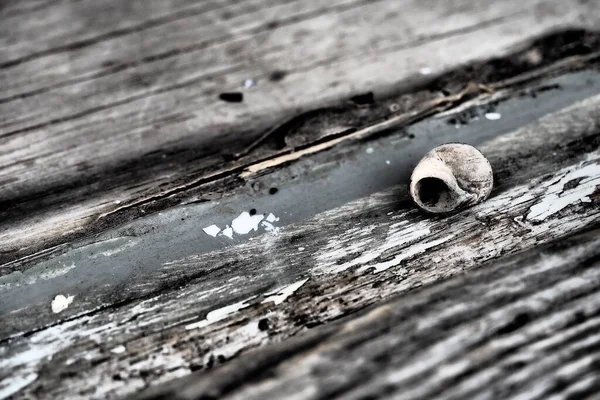 Ένα Κοντινό Πλάνο Ενός Κελύφους Σαλιγκαριού Μια Ξεπερασμένη Ξύλινη Επιφάνεια — Φωτογραφία Αρχείου