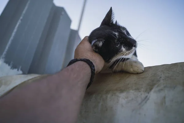 Tiro Ângulo Baixo Uma Pessoa Segurando Gato Preto Branco Sob — Fotografia de Stock