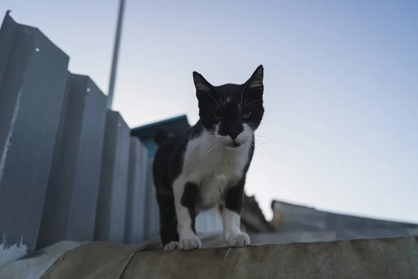 青い空の下の屋根の上に黒と白の猫の低角度ショット — ストック写真