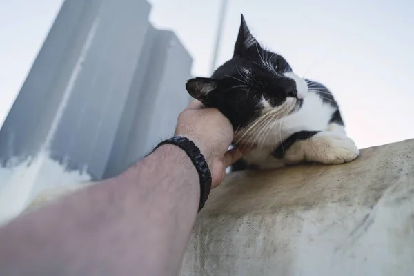 Low Angle Shot Person Holding Black White Cat Blue Sky — Stock Photo, Image