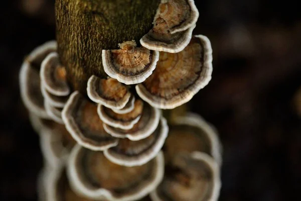 Eine Nahaufnahme Vieler Pilze Sonnenlicht — Stockfoto
