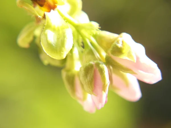 Eine Nahaufnahme Eines Schönen Kirschblütenbaums Sonnenlicht — Stockfoto