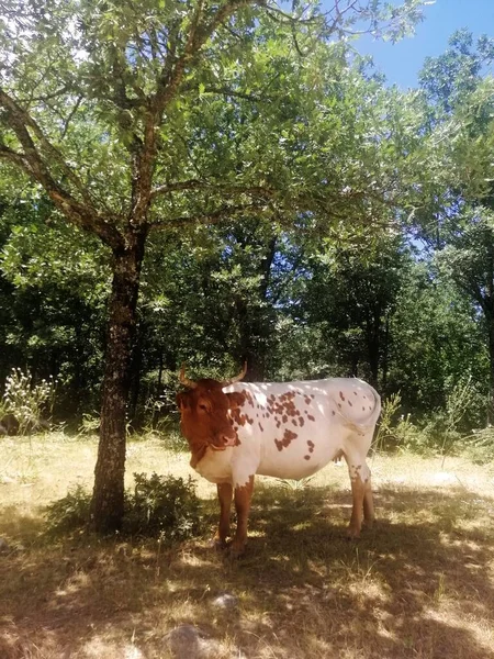 Una Vaca Blanca Cabeza Morena Junto Árbol — Foto de Stock