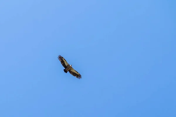 Een Grote Bruinwitte Griffon Vulture Die Hoog Blauwe Heldere Lucht — Stockfoto