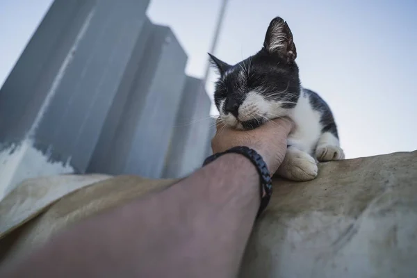 Låg Vinkel Skott Person Som Håller Svart Och Vit Katt — Stockfoto