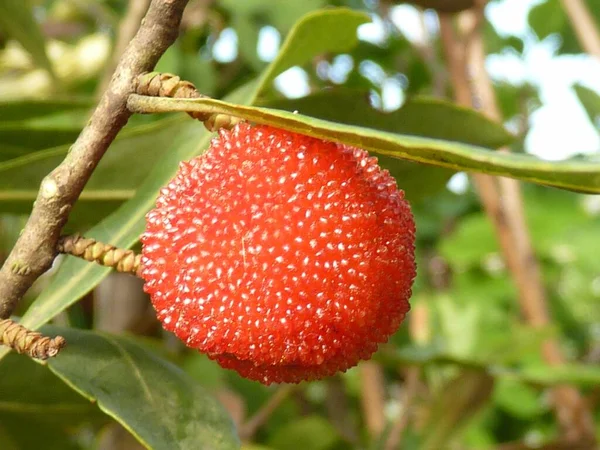 Primo Piano Bayberry Cinese Che Cresce Ramo Albero — Foto Stock