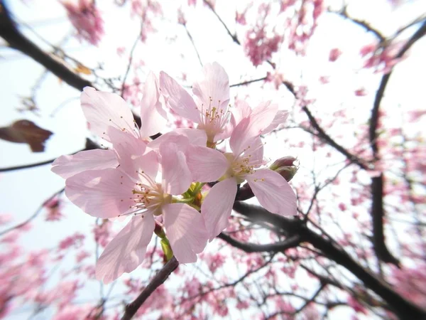 Een Close Shot Van Een Mooie Kersenbloesem Bloem Onder Het — Stockfoto