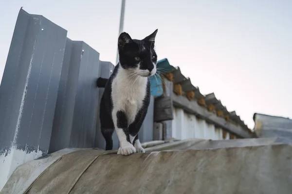 在蓝天下的屋顶上 一只低角度的黑白相间的猫 — 图库照片