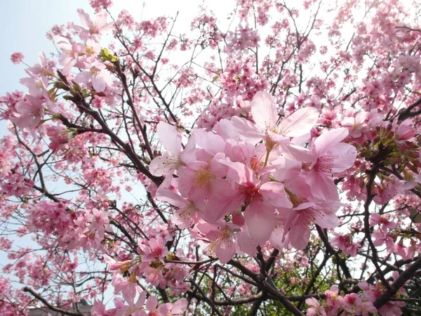 Plan Angle Bas Magnifique Cerisier Fleur Sous Lumière Soleil — Photo
