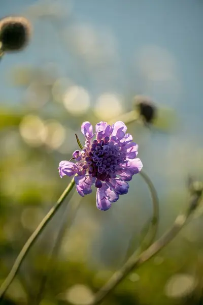 Foco Seletivo Vertical Uma Flor Silvestre Roxa Monte Misma Norte — Fotografia de Stock