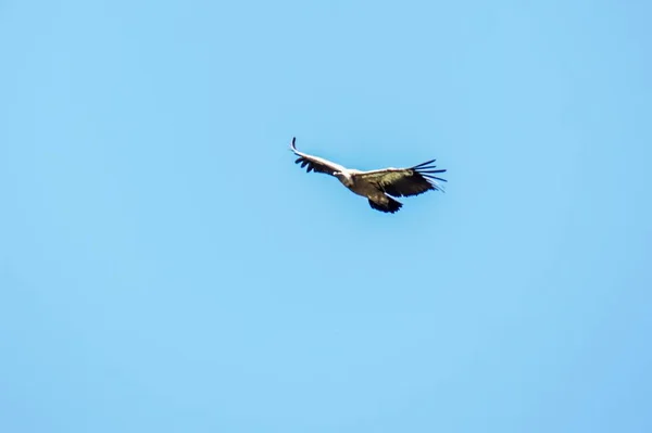 Een Grote Bruinwitte Griffon Vulture Die Hoog Blauwe Heldere Lucht — Stockfoto