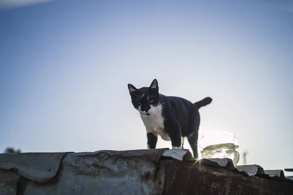 Tiro Ângulo Baixo Gato Preto Branco Telhado Abaixo Céu Azul — Fotografia de Stock