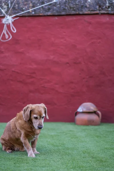 Uroczy Golden Retriever Siedzi Cicho Zielonej Trawie Patrzy Dół — Zdjęcie stockowe