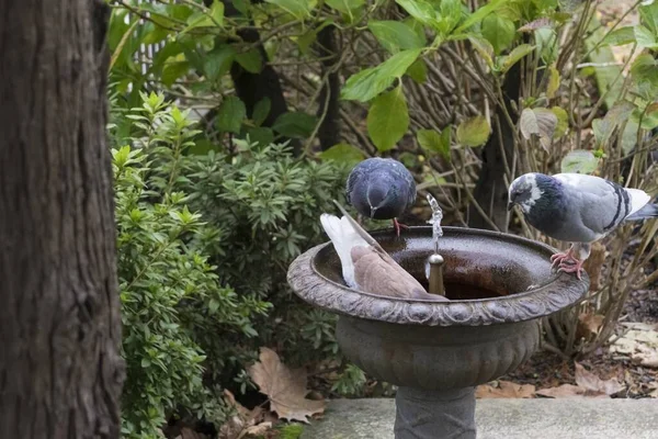 Três Belos Pombos Sentados Borda Fonte Bebendo Água Potável — Fotografia de Stock