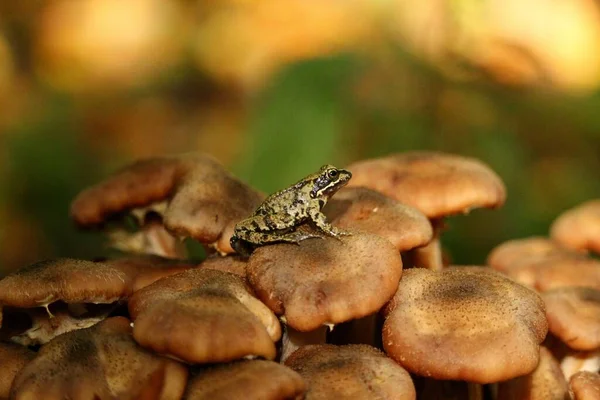 A closeup shot of a small frog standing on mushrooms