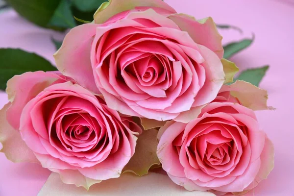 粉红表面上的粉红玫瑰特写 — 图库照片