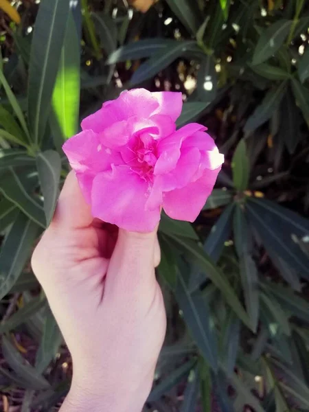 Kvinnlig Hand Som Håller Rosa Oleander Mot Bakgrund Gröna Växter — Stockfoto